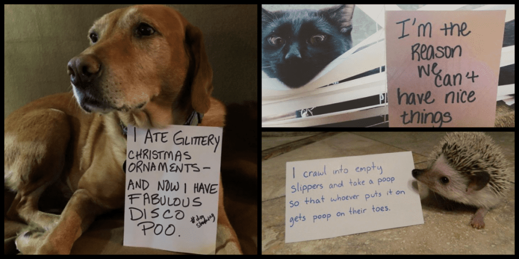 45 Adorably Mischievous Pets That Were Caught In The Act