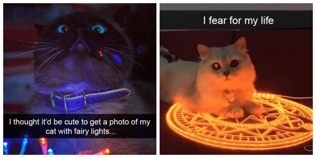 Kitty Kapers: 40+ Funny Cats That Rule The Internet With Their Antics
