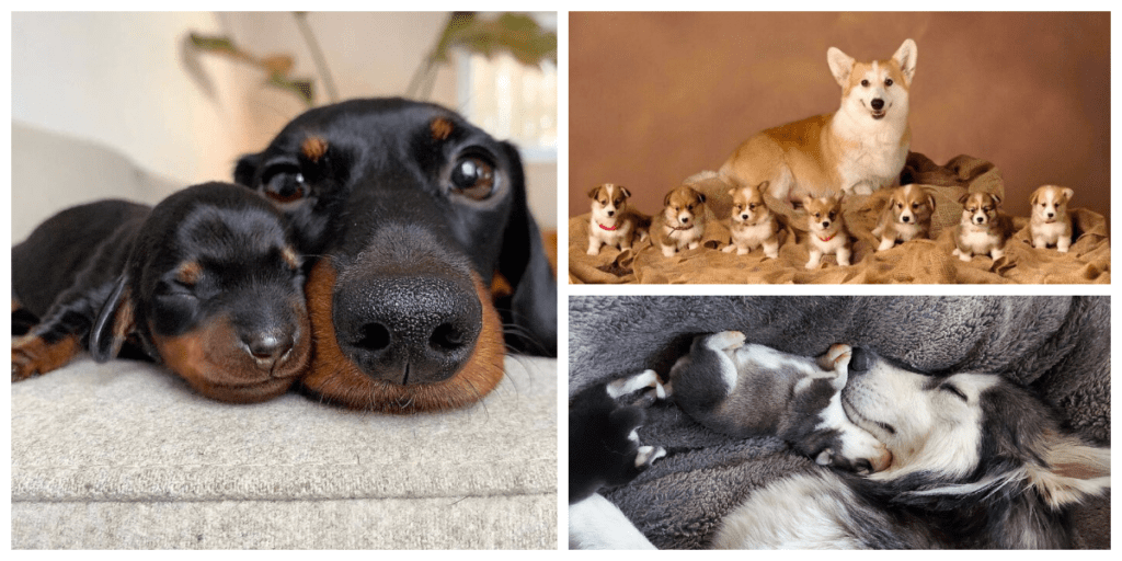 Fur Families: 40+ Adorable Pups With Their Proud Mamas